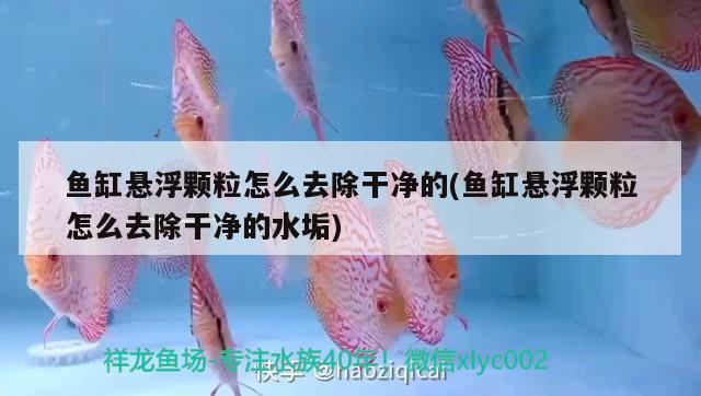 魚缸懸浮顆粒怎么去除干凈的(魚缸懸浮顆粒怎么去除干凈的水垢)