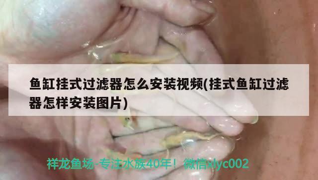 魚缸掛式過濾器怎么安裝視頻(掛式魚缸過濾器怎樣安裝圖片) 金頭過背金龍魚