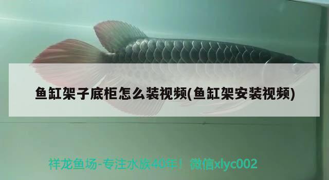 魚缸架子底柜怎么裝視頻(魚缸架安裝視頻) BD魟魚