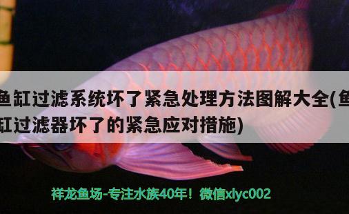 魚缸過濾系統(tǒng)壞了緊急處理方法圖解大全(魚缸過濾器壞了的緊急應(yīng)對措施) 觀賞蝦蟹等飼料