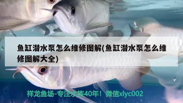 魚缸潛水泵怎么維修圖解(魚缸潛水泵怎么維修圖解大全)