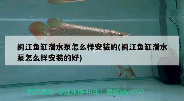 閩江魚缸潛水泵怎么樣安裝的(閩江魚缸潛水泵怎么樣安裝的好) 黑白雙星魚