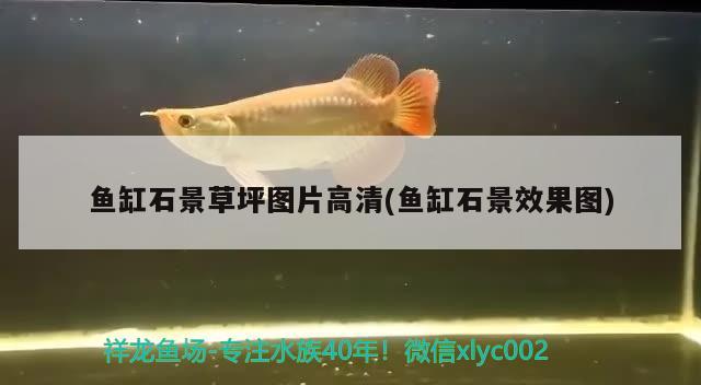 魚缸石景草坪圖片高清(魚缸石景效果圖) 稀有紅龍品種