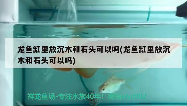 龍魚缸里放沉木和石頭可以嗎(龍魚缸里放沉木和石頭可以嗎) 帝王血鉆魚