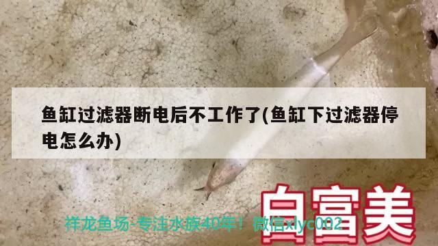 魚缸過濾器斷電后不工作了(魚缸下過濾器停電怎么辦)