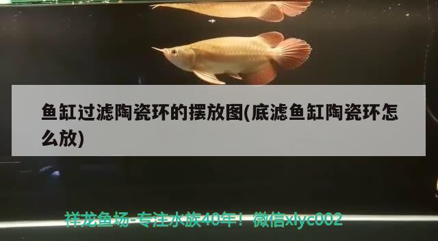 魚缸過(guò)濾陶瓷環(huán)的擺放圖(底濾魚缸陶瓷環(huán)怎么放) 帝王血鉆魚