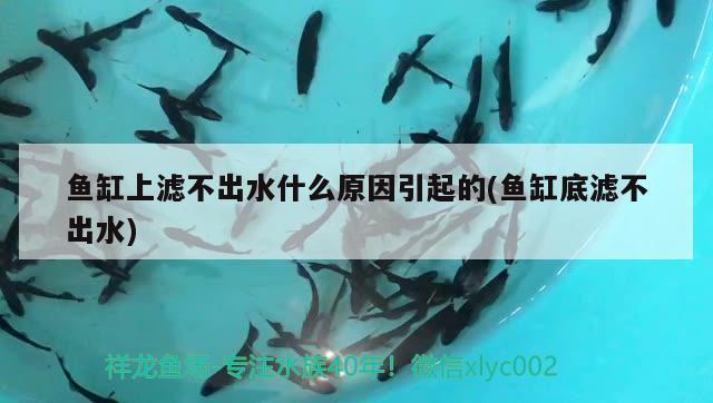 魚缸上濾不出水什么原因引起的(魚缸底濾不出水) 三間鼠魚