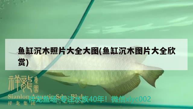 魚缸沉木照片大全大圖(魚缸沉木圖片大全欣賞) 大白鯊魚