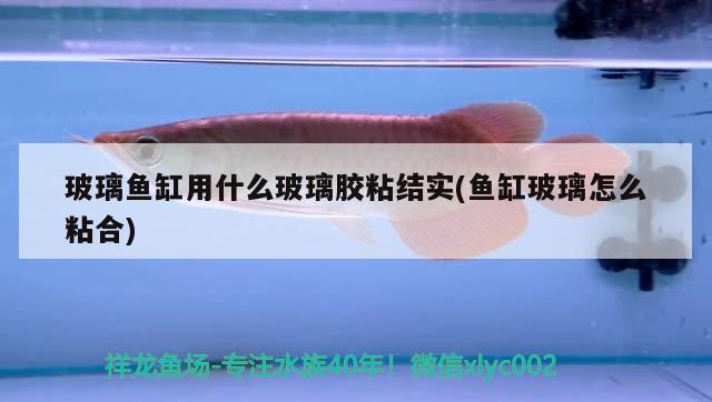 玻璃魚缸用什么玻璃膠粘結(jié)實(shí)(魚缸玻璃怎么粘合)