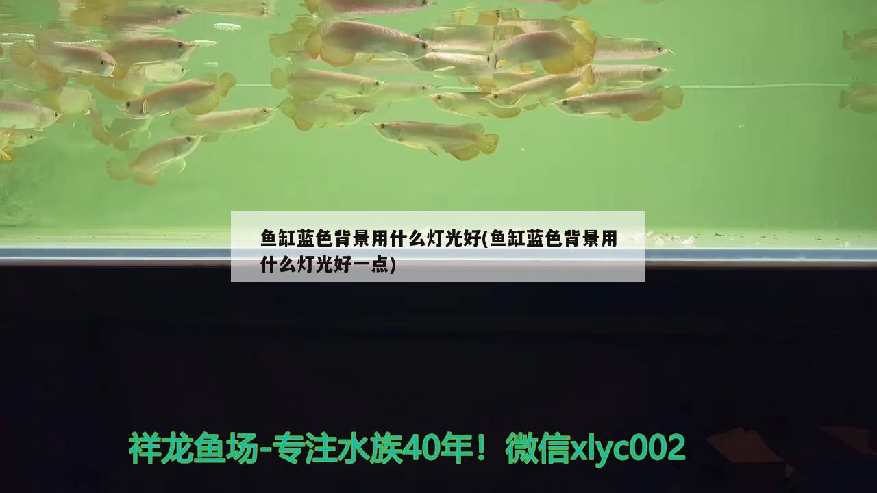 魚缸藍色背景用什么燈光好(魚缸藍色背景用什么燈光好一點)