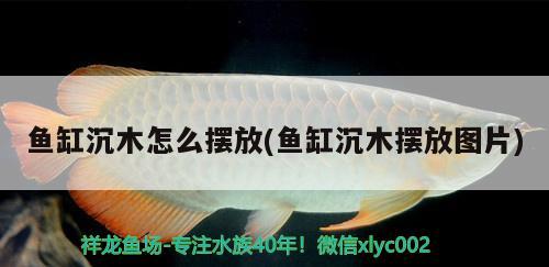 魚缸沉木怎么擺放(魚缸沉木擺放圖片)