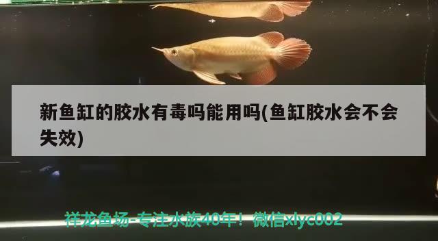 新魚缸的膠水有毒嗎能用嗎(魚缸膠水會不會失效)