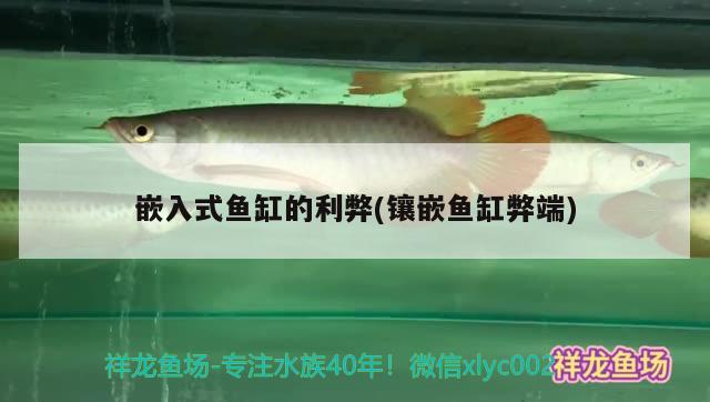 嵌入式魚缸的利弊(鑲嵌魚缸弊端)