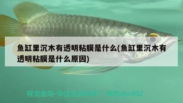 魚缸里沉木有透明粘膜是什么(魚缸里沉木有透明粘膜是什么原因)