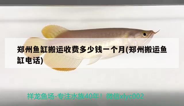 鄭州魚缸搬運收費多少錢一個月(鄭州搬運魚缸電話)