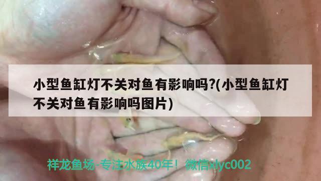 小型魚缸燈不關對魚有影響嗎?(小型魚缸燈不關對魚有影響嗎圖片) 祥龍魚場其他產(chǎn)品