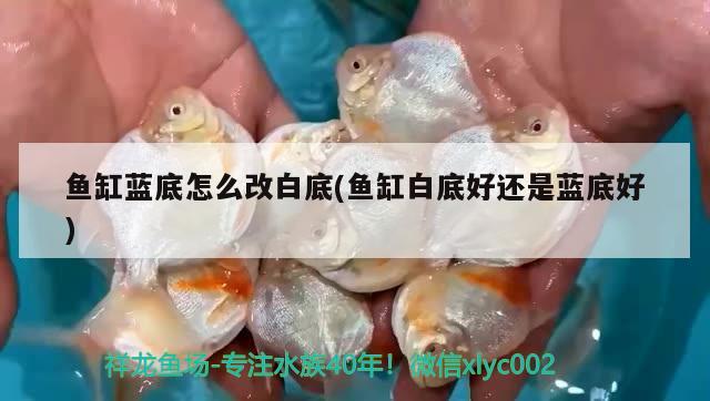 魚缸藍(lán)底怎么改白底(魚缸白底好還是藍(lán)底好) iwish愛唯希品牌魚缸