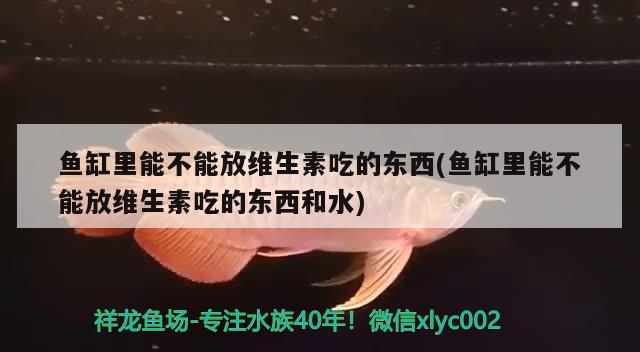 魚缸里能不能放維生素吃的東西(魚缸里能不能放維生素吃的東西和水) 電鰻