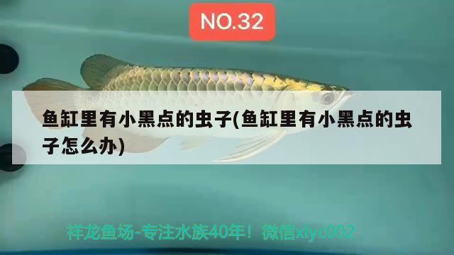 魚缸里有小黑點(diǎn)的蟲子(魚缸里有小黑點(diǎn)的蟲子怎么辦)