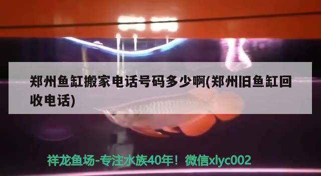 鄭州魚缸搬家電話號(hào)碼多少啊(鄭州舊魚缸回收電話) 月光鴨嘴魚