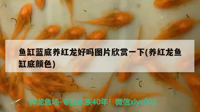 魚缸藍(lán)底養(yǎng)紅龍好嗎圖片欣賞一下(養(yǎng)紅龍魚缸底顏色) 皇冠黑白魟魚