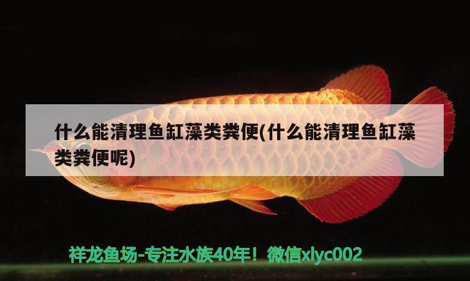 什么能清理魚(yú)缸藻類糞便(什么能清理魚(yú)缸藻類糞便呢) 斑馬鴨嘴魚(yú)