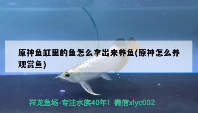 原神魚缸里的魚怎么拿出來養(yǎng)魚(原神怎么養(yǎng)觀賞魚) 小型觀賞魚