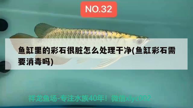 魚缸里的彩石很臟怎么處理干凈(魚缸彩石需要消毒嗎) 羅漢魚批發(fā)