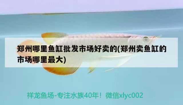 鄭州哪里魚缸批發(fā)市場好賣的(鄭州賣魚缸的市場哪里最大) 粗線銀版魚