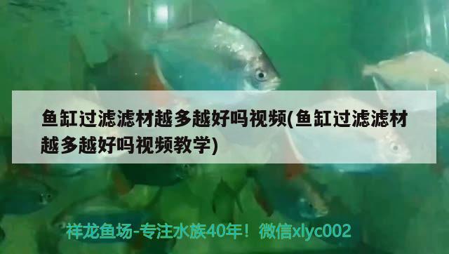 魚缸過(guò)濾濾材越多越好嗎視頻(魚缸過(guò)濾濾材越多越好嗎視頻教學(xué)) 細(xì)線銀版魚