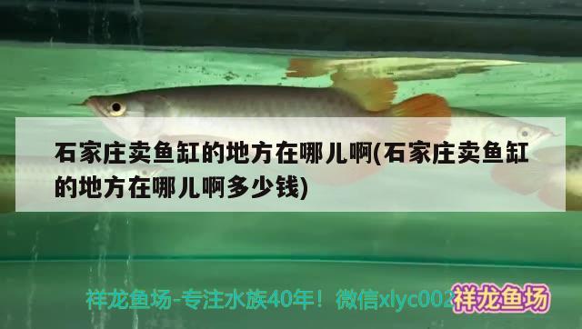 石家莊賣魚缸的地方在哪兒啊(石家莊賣魚缸的地方在哪兒啊多少錢)