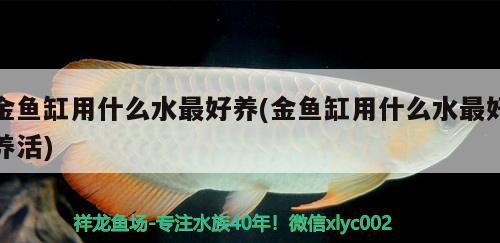 金魚缸用什么水最好養(yǎng)(金魚缸用什么水最好養(yǎng)活)