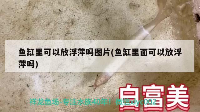 魚缸里可以放浮萍嗎圖片(魚缸里面可以放浮萍嗎)