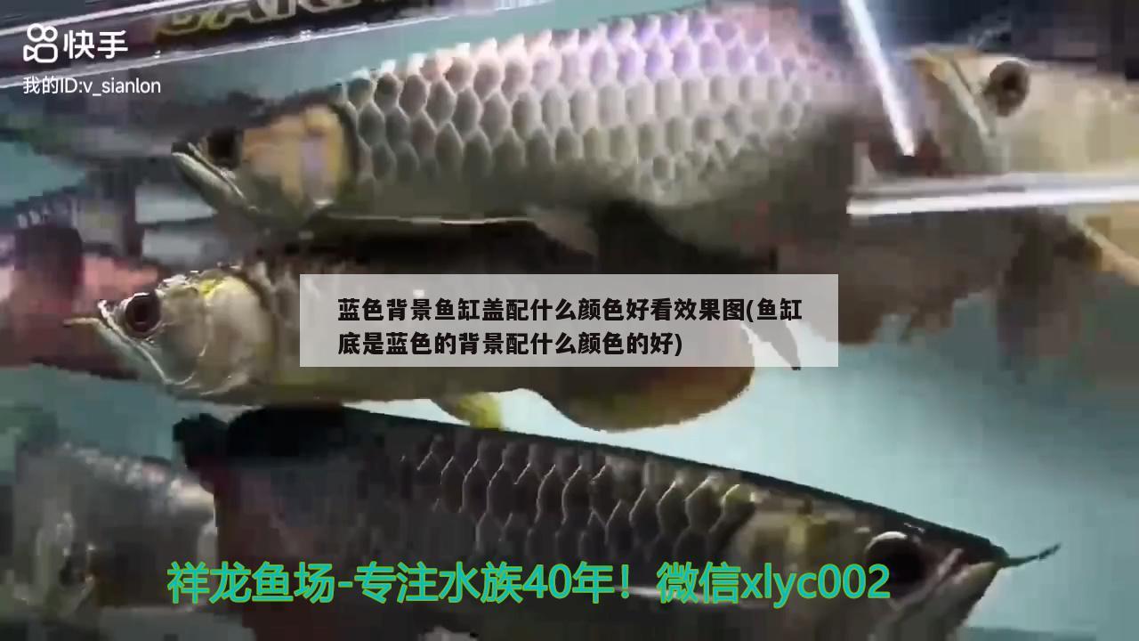 藍(lán)色背景魚(yú)缸蓋配什么顏色好看效果圖(魚(yú)缸底是藍(lán)色的背景配什么顏色的好) 白子銀龍魚(yú)苗