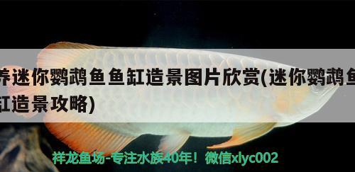 養(yǎng)迷你鸚鵡魚(yú)魚(yú)缸造景圖片欣賞(迷你鸚鵡魚(yú)缸造景攻略)