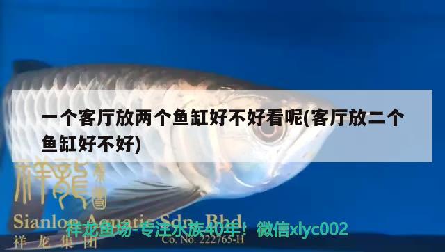 一個(gè)客廳放兩個(gè)魚缸好不好看呢(客廳放二個(gè)魚缸好不好) 新加坡號半紅龍魚（練手級紅龍魚）