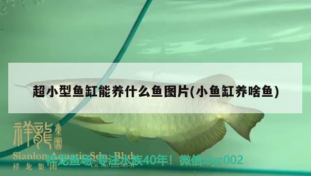 超小型魚缸能養(yǎng)什么魚圖片(小魚缸養(yǎng)啥魚) 廣州水族批發(fā)市場