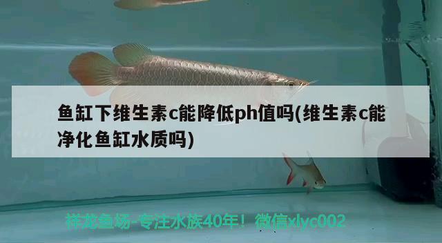 魚缸下維生素c能降低ph值嗎(維生素c能凈化魚缸水質(zhì)嗎) 黑金魟魚