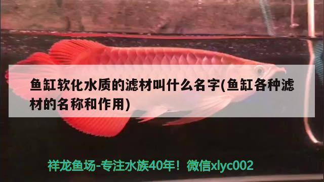 魚缸軟化水質(zhì)的濾材叫什么名字(魚缸各種濾材的名稱和作用) 朱巴利魚苗