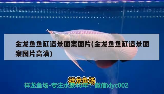 金龍魚魚缸造景圖案圖片(金龍魚魚缸造景圖案圖片高清)