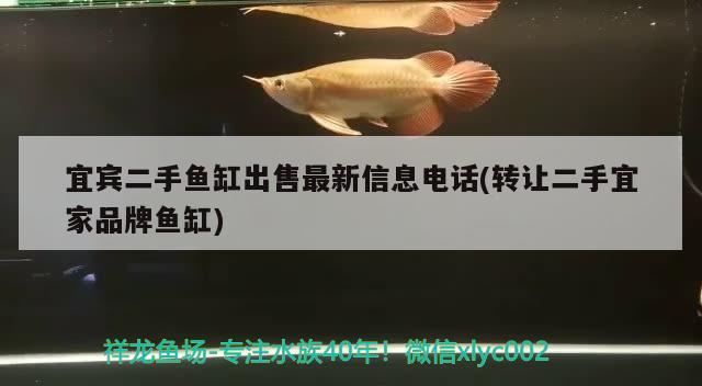 宜賓二手魚缸出售最新信息電話(轉(zhuǎn)讓二手宜家品牌魚缸) 白子紅龍魚