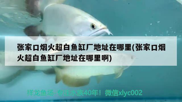 張家口煙火超白魚缸廠地址在哪里(張家口煙火超白魚缸廠地址在哪里啊)