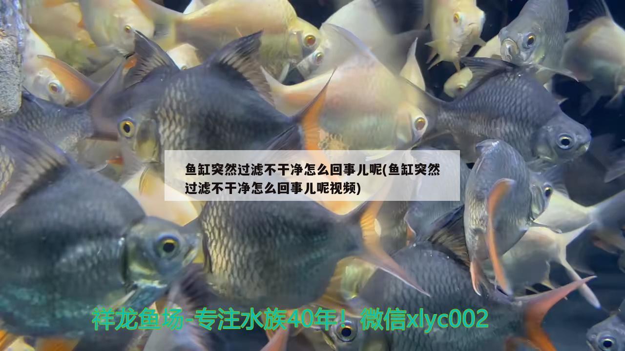 魚缸突然過濾不干凈怎么回事兒呢(魚缸突然過濾不干凈怎么回事兒呢視頻)