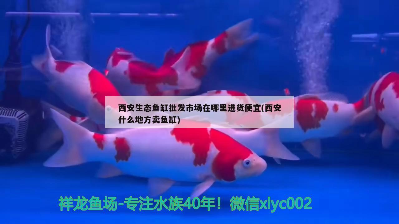 西安生態(tài)魚(yú)缸批發(fā)市場(chǎng)在哪里進(jìn)貨便宜(西安什么地方賣魚(yú)缸)