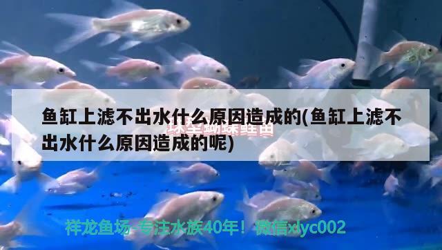 魚缸上濾不出水什么原因造成的(魚缸上濾不出水什么原因造成的呢)