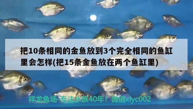 把10條相同的金魚放到3個(gè)完全相同的魚缸里會(huì)怎樣(把15條金魚放在兩個(gè)魚缸里) 祥龍龍魚專用水族燈 第3張