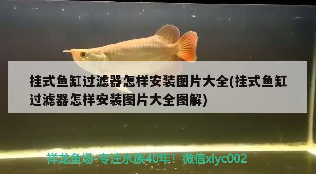 掛式魚(yú)缸過(guò)濾器怎樣安裝圖片大全(掛式魚(yú)缸過(guò)濾器怎樣安裝圖片大全圖解)