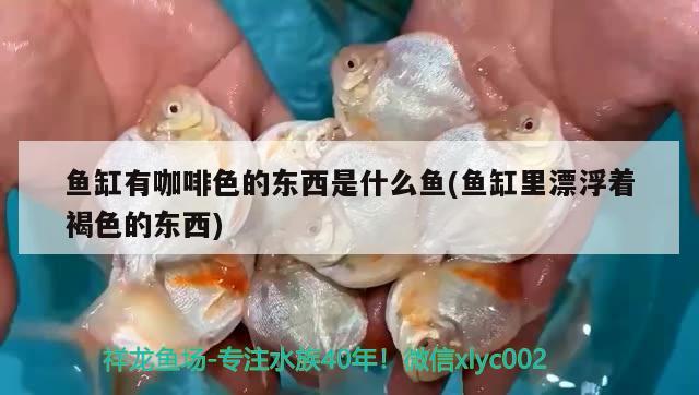 魚缸有咖啡色的東西是什么魚(魚缸里漂浮著褐色的東西)