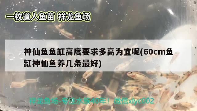 神仙魚魚缸高度要求多高為宜呢(60cm魚缸神仙魚養(yǎng)幾條最好) 照明器材