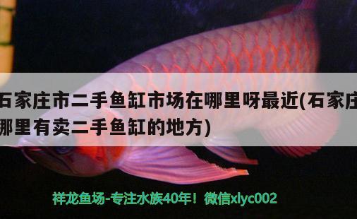 石家莊市二手魚缸市場在哪里呀最近(石家莊哪里有賣二手魚缸的地方)